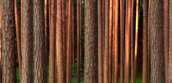 Tall, straight tree trunks stand closely together in a forest, with sunlight casting a warm glow on the bark. The forest floor is green and shaded, and the background fades into darkness.